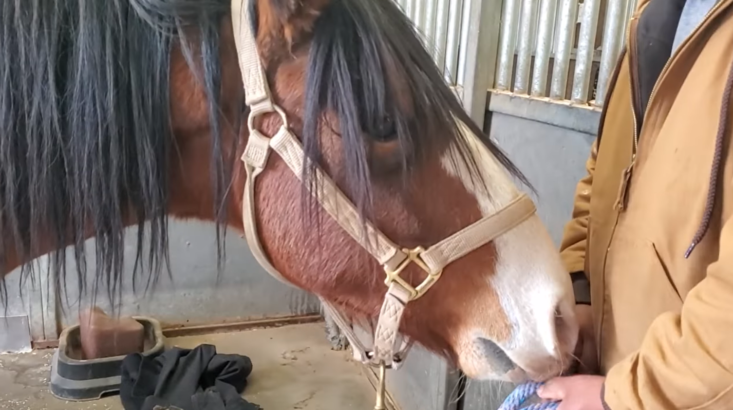 Watch sweet Diamond get his hoof care! 💕