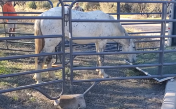 Success! How’d we get Poppy in the trailer?