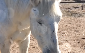 New Years Update: Shadowfax and Batman