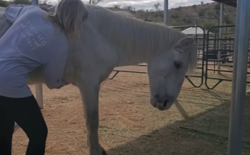 Shadowfax is truly special