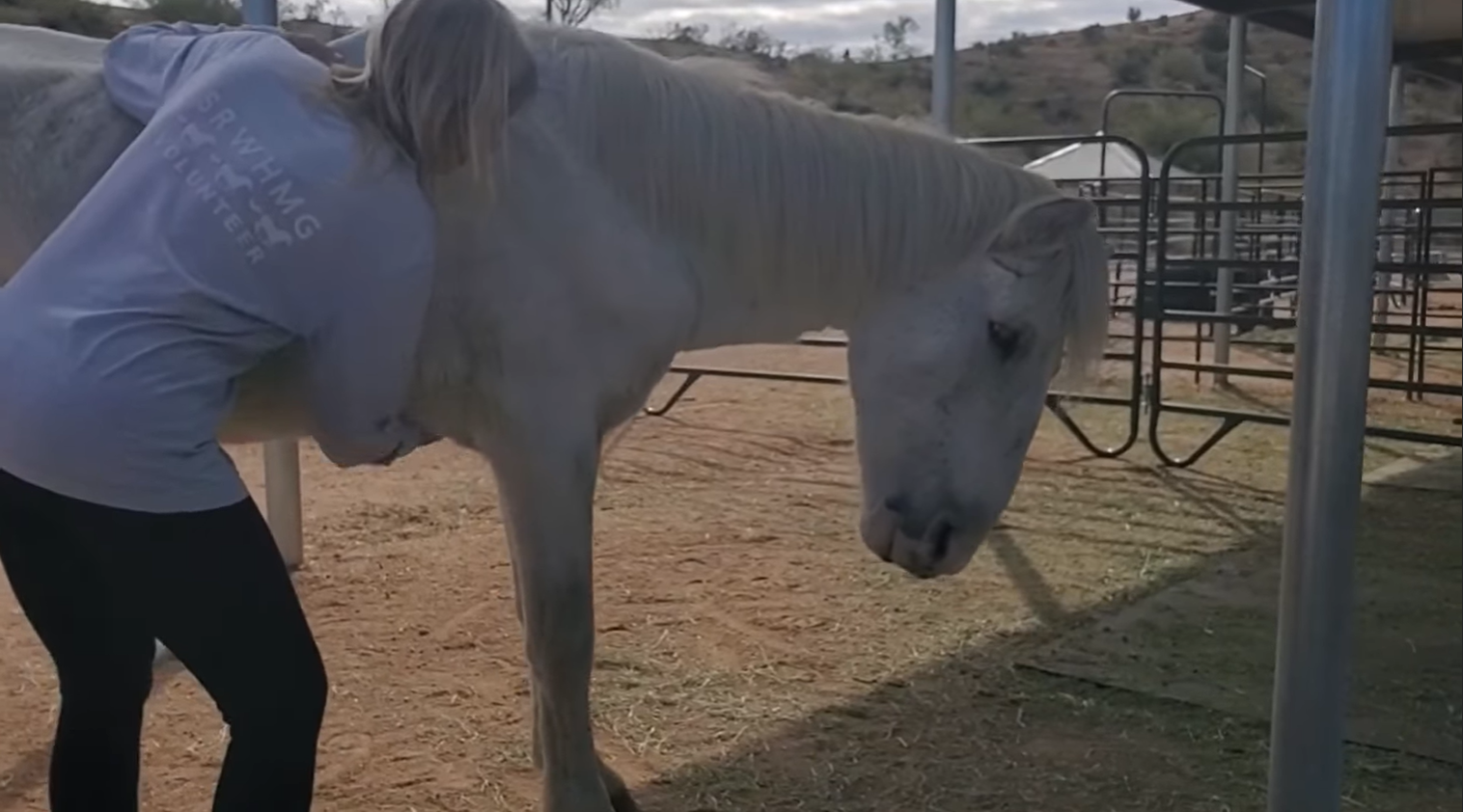 Shadowfax is truly special
