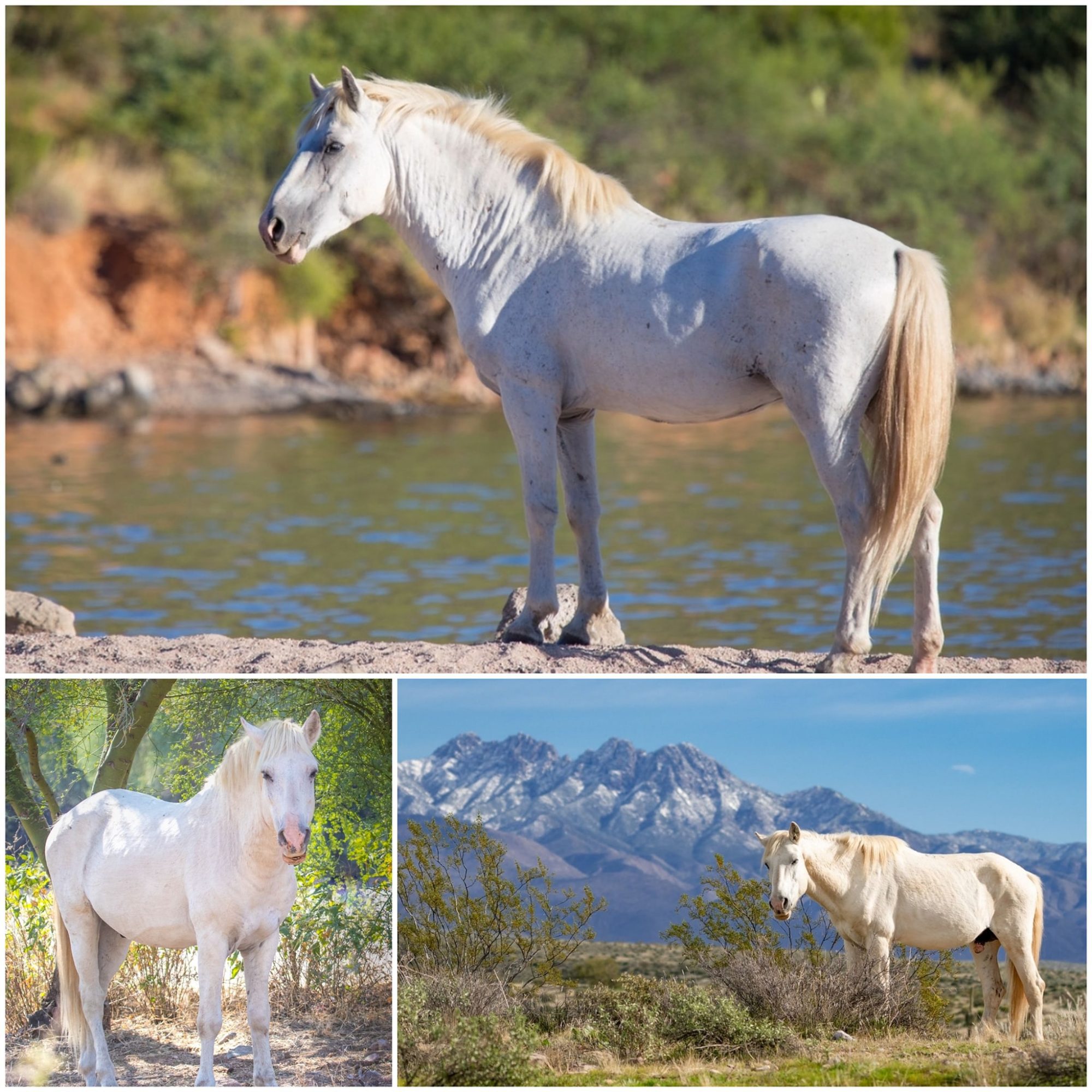 Reminiscing: Shadowfax in his glory years