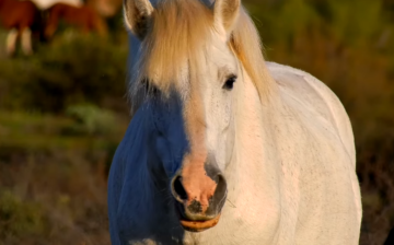 Tribute to Shadowfax!