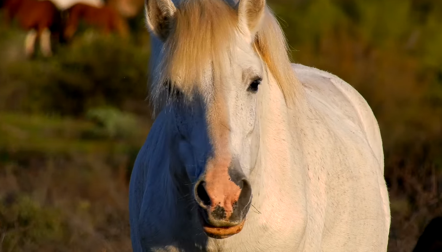 Tribute to Shadowfax!
