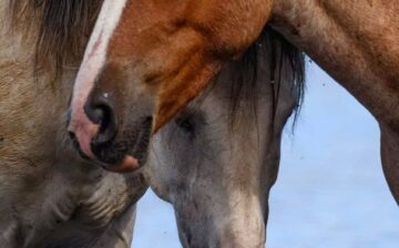 It’s National Hug a Horse Day!
