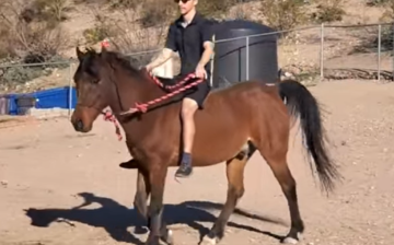 Bonded Horses Aladdin and Jasmine are up for adoption!