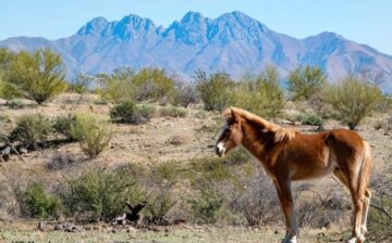 Makenzie- our youngest horse!