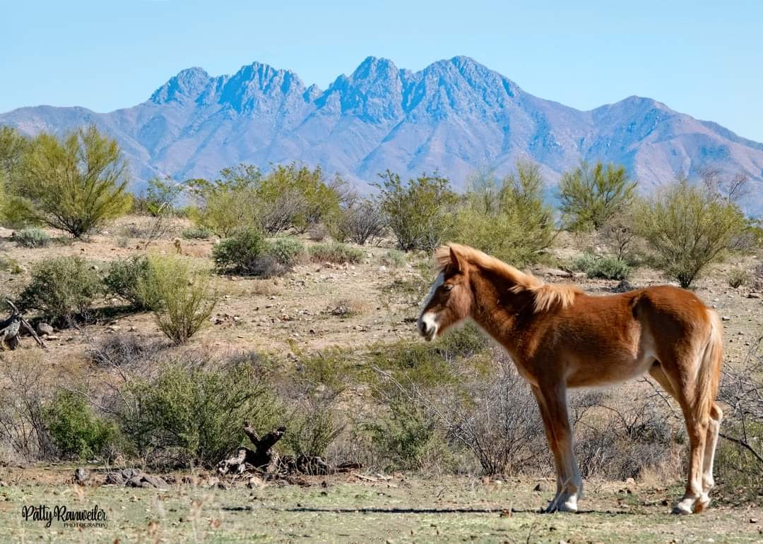 Makenzie- our youngest horse!