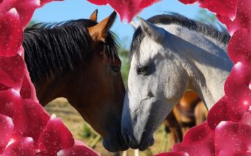 💕The love of wild horses💕Valentine’s day 2022💕