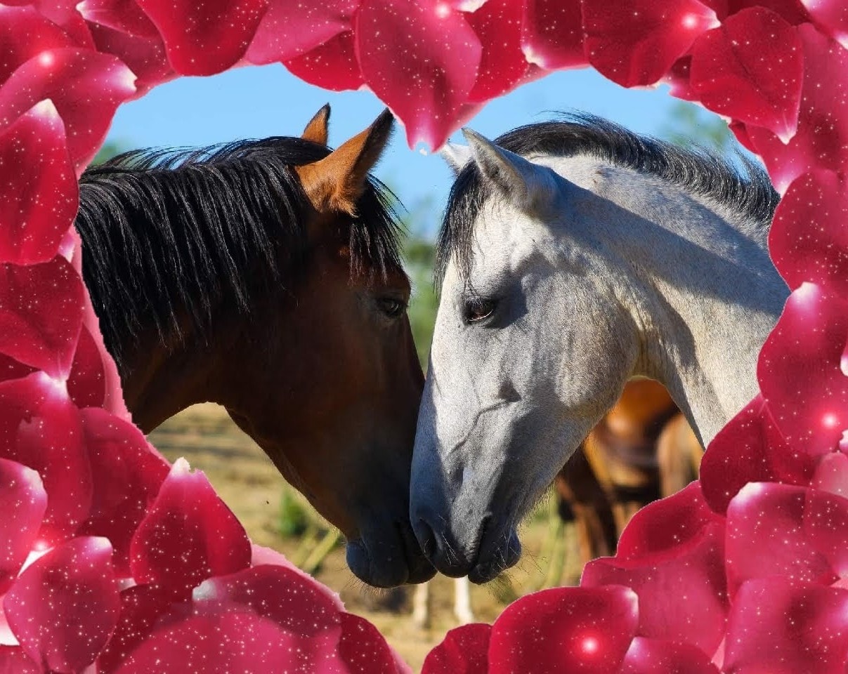 💕The love of wild horses💕Valentine’s day 2022💕