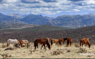 From the heights of the mountains…