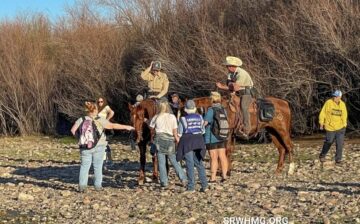 Herds of people come to watch the bands of wild horses