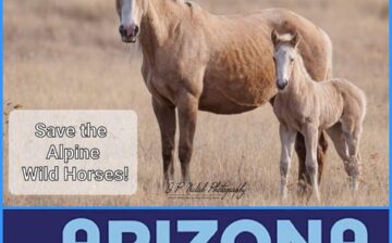 Alpine Wild horses