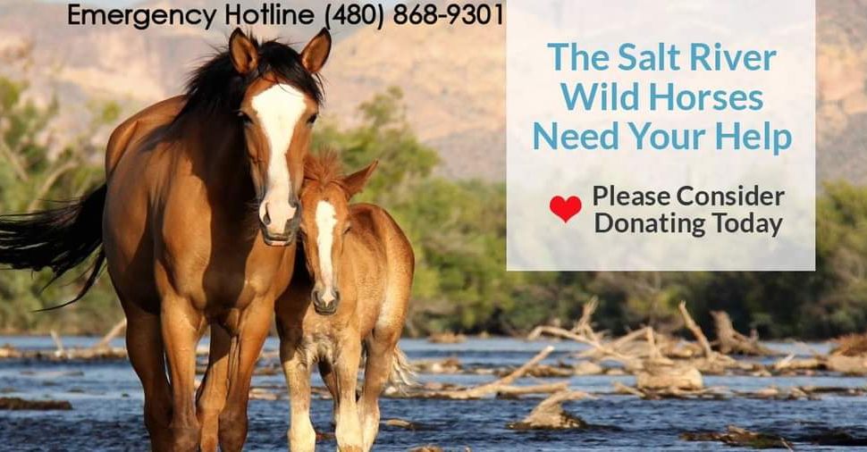 Save the Alpine Wild horses