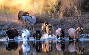 General Information about the Salt River wild horses