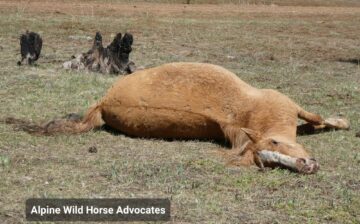 Warning Graphic News!