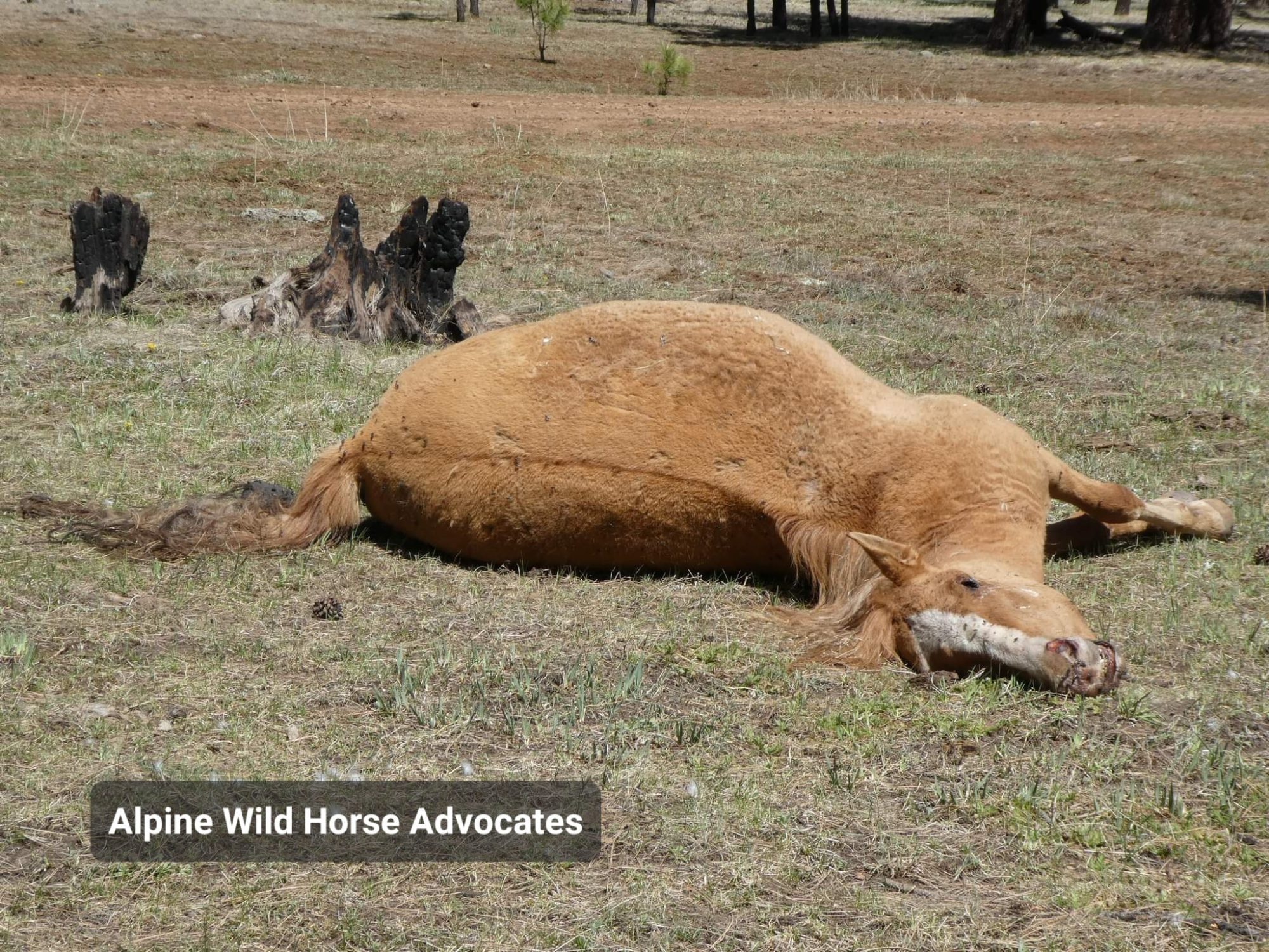 Warning Graphic News!