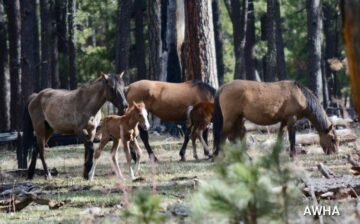 Humane wild horse management