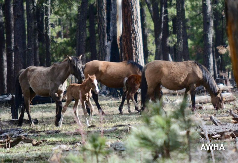Humane wild horse management