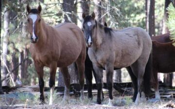 Is the slaughter of Arizona wild horses back on the table??