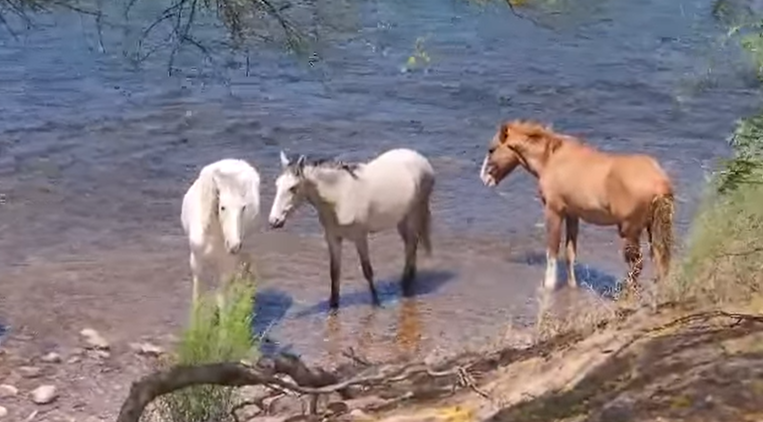 Earth day is every day on the beautiful Salt River