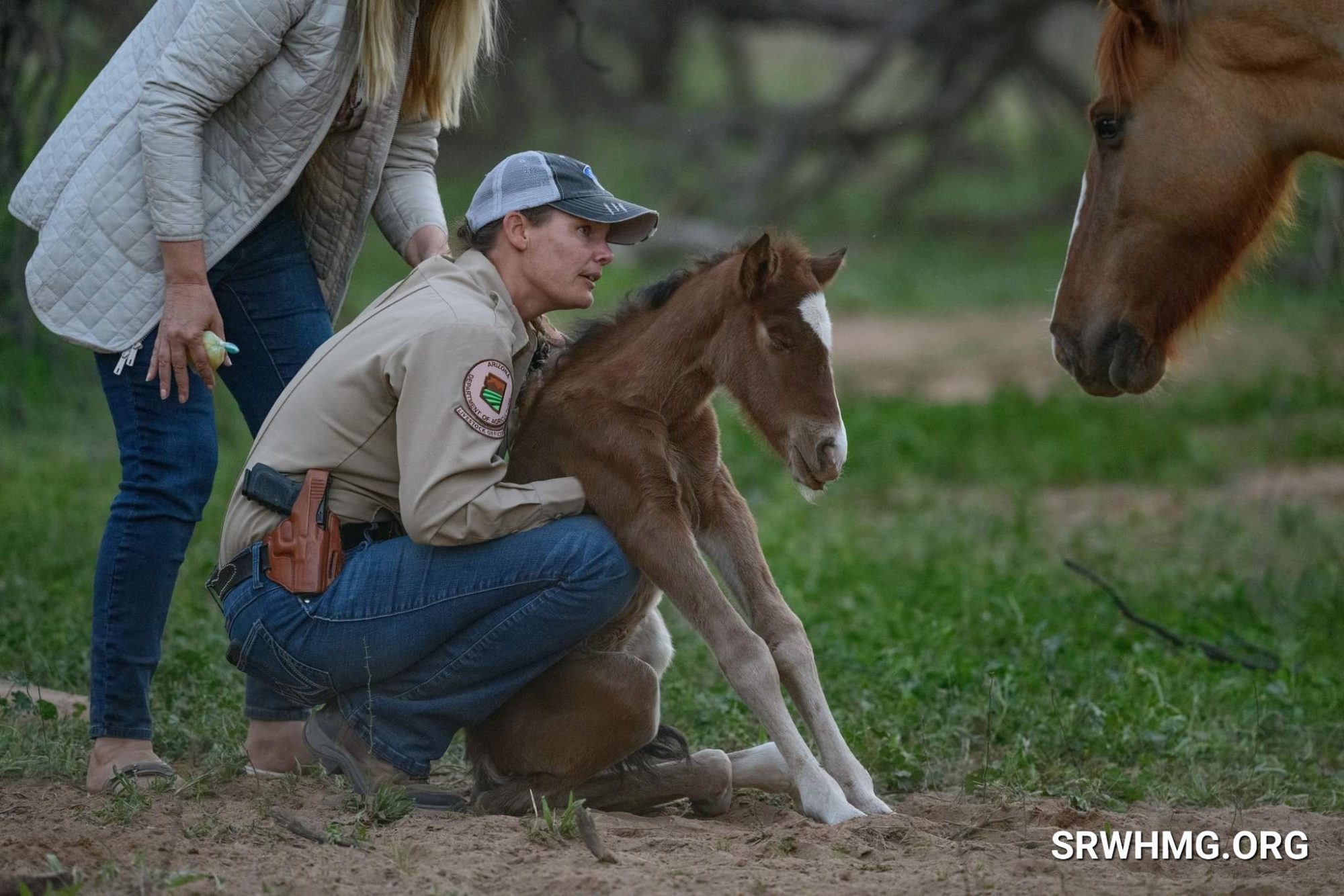 Hotline: There is a foal in the forest that’s not doing well.