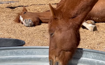 [Video] Peanut and Nakota!