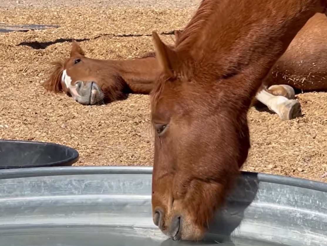 [Video] Peanut and Nakota!