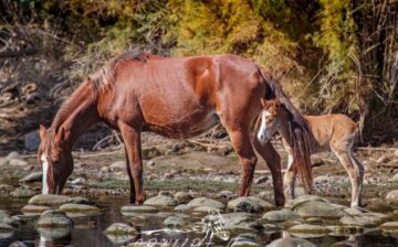 Foal Flashback Friday.