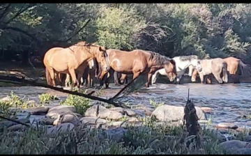 Beautiful Salt River wild horses resting in the water.