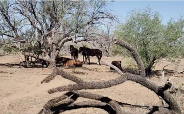 wild horses who are sleeping in this morning