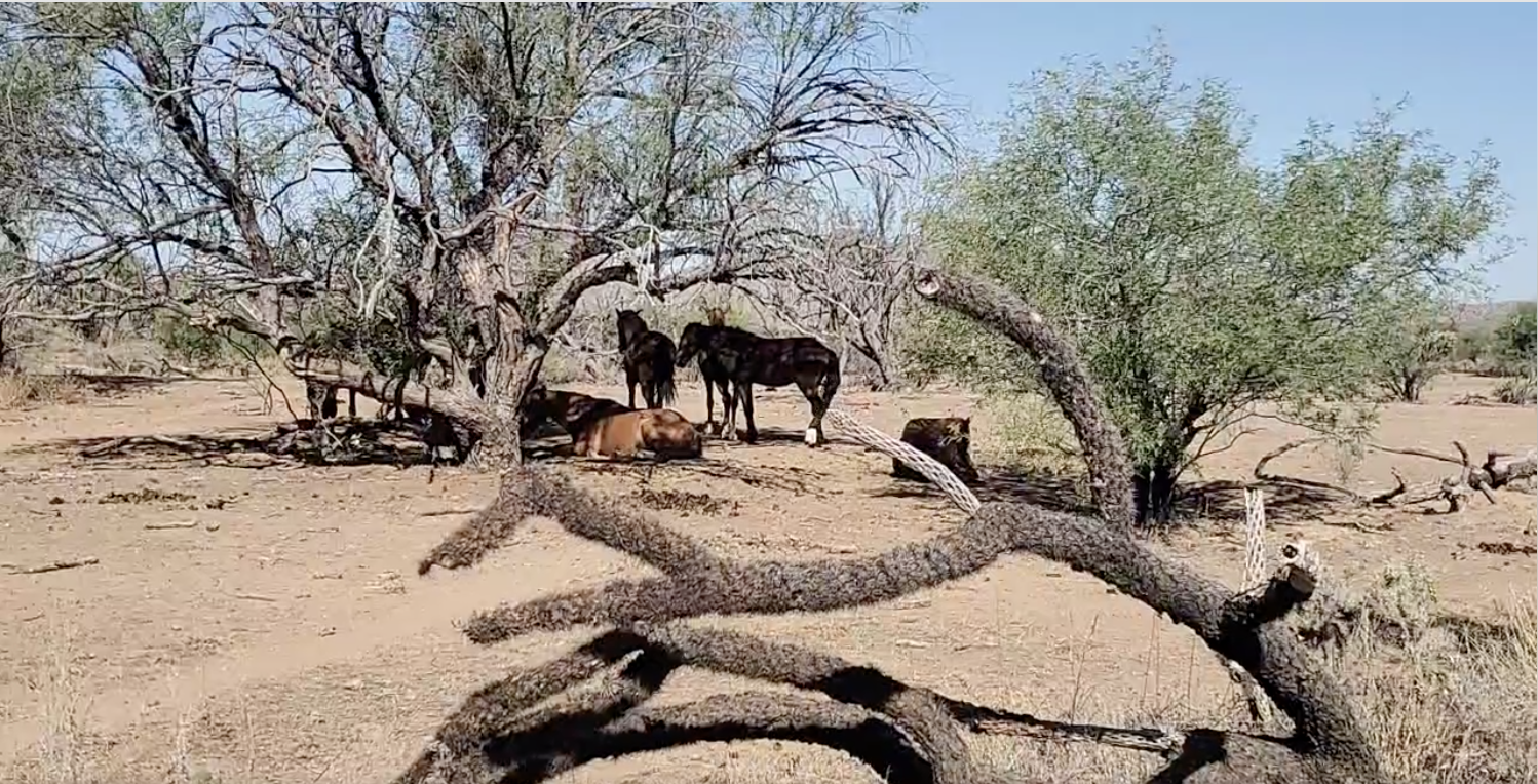 wild horses who are sleeping in this morning