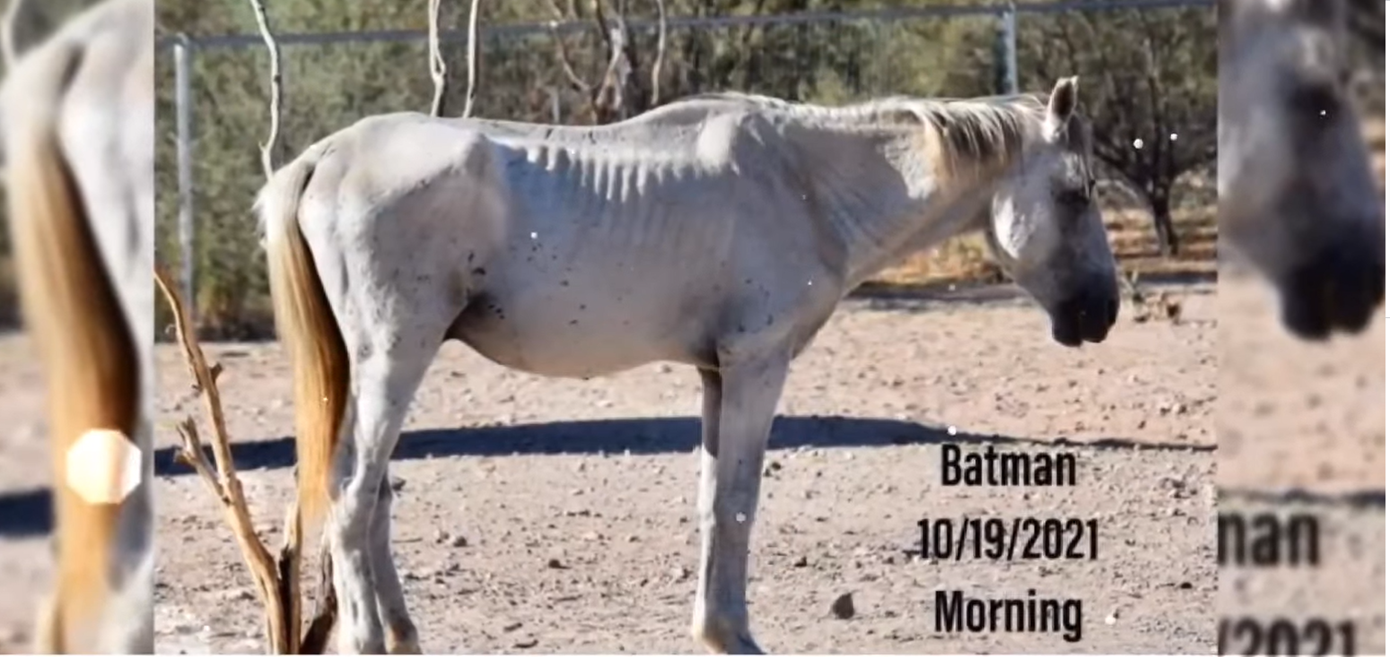 Shadowfax/Batman update: