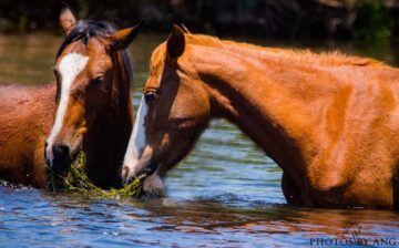 Wild horses often share their meals together with the ones they love.
