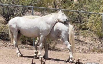 Who says stallions can’t be buds?