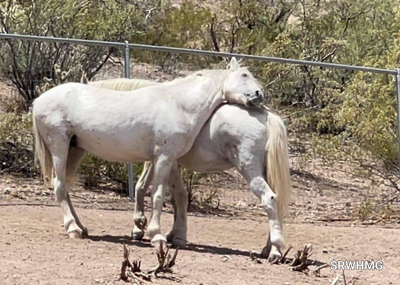 Who says stallions can’t be buds?