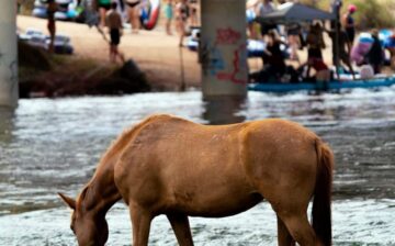 It is no small job to watch out for the horses and for people on a daily basis.