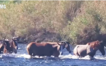Polite Salt River horses.