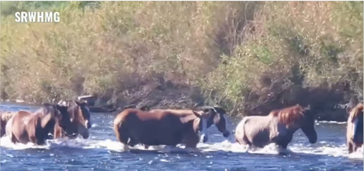 Polite Salt River horses.