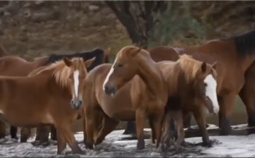 Here is the adorable video we promised