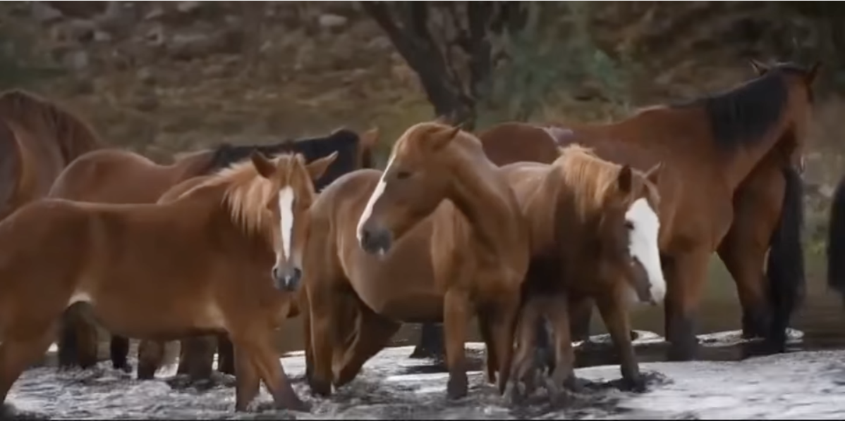 Here is the adorable video we promised