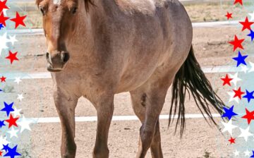 Smallest orphan Salt River wild horse celebrates his 4th Birthday!