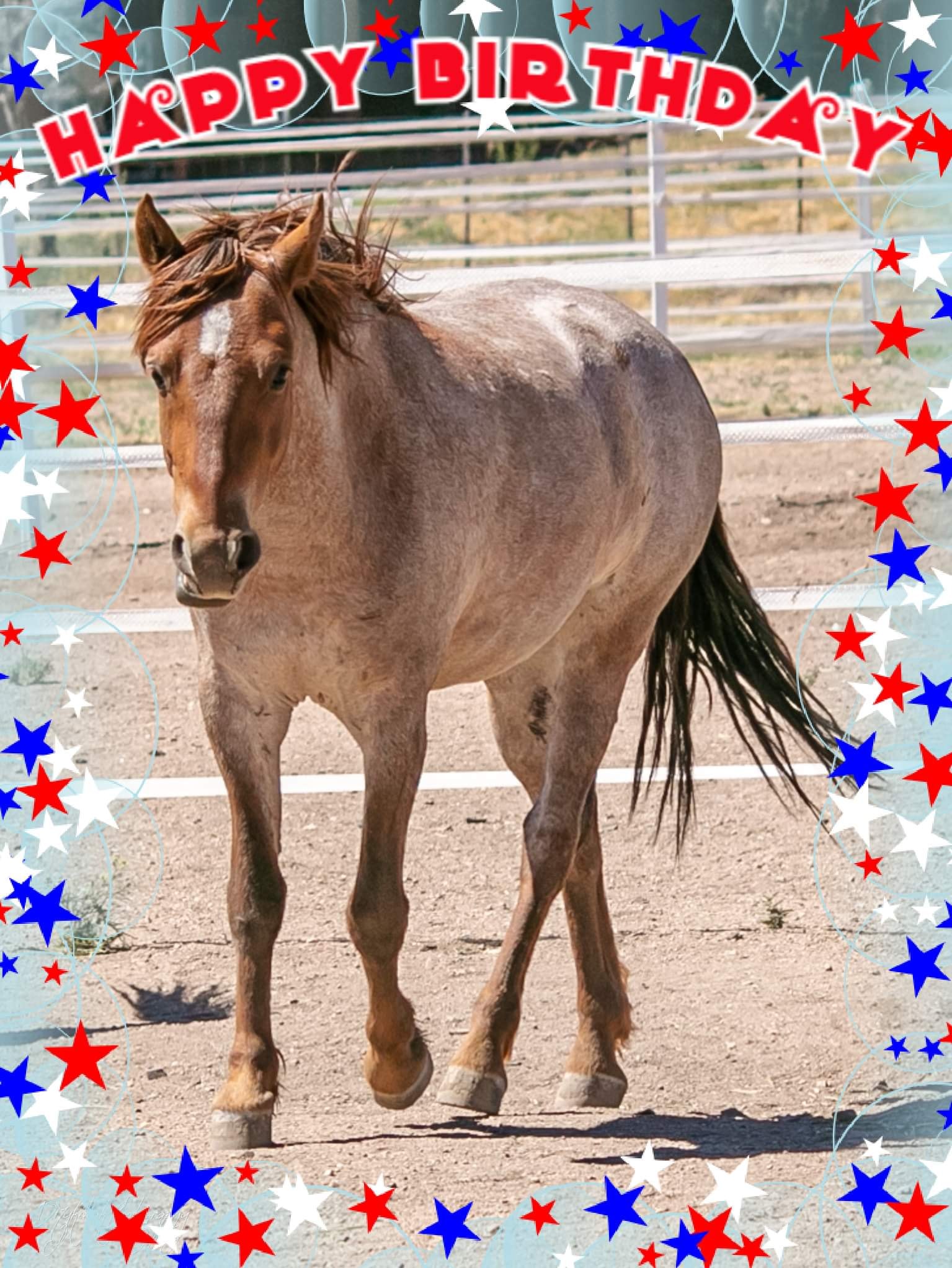 Smallest orphan Salt River wild horse celebrates his 4th Birthday!