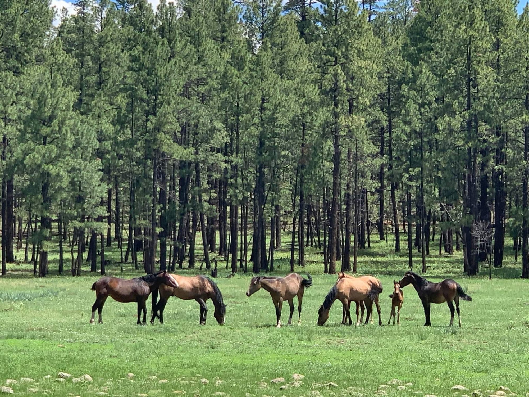 Attention!! The Alpine wild horse auction has been cancelled