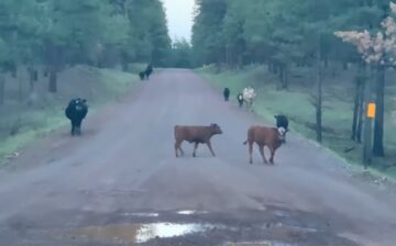 C’mon Forest Service, this is BULL!!