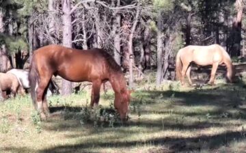 Apache Sitgreaves Forest Service starts trapping the Alpine herd this week, in spite of horse advocates push for humane management.