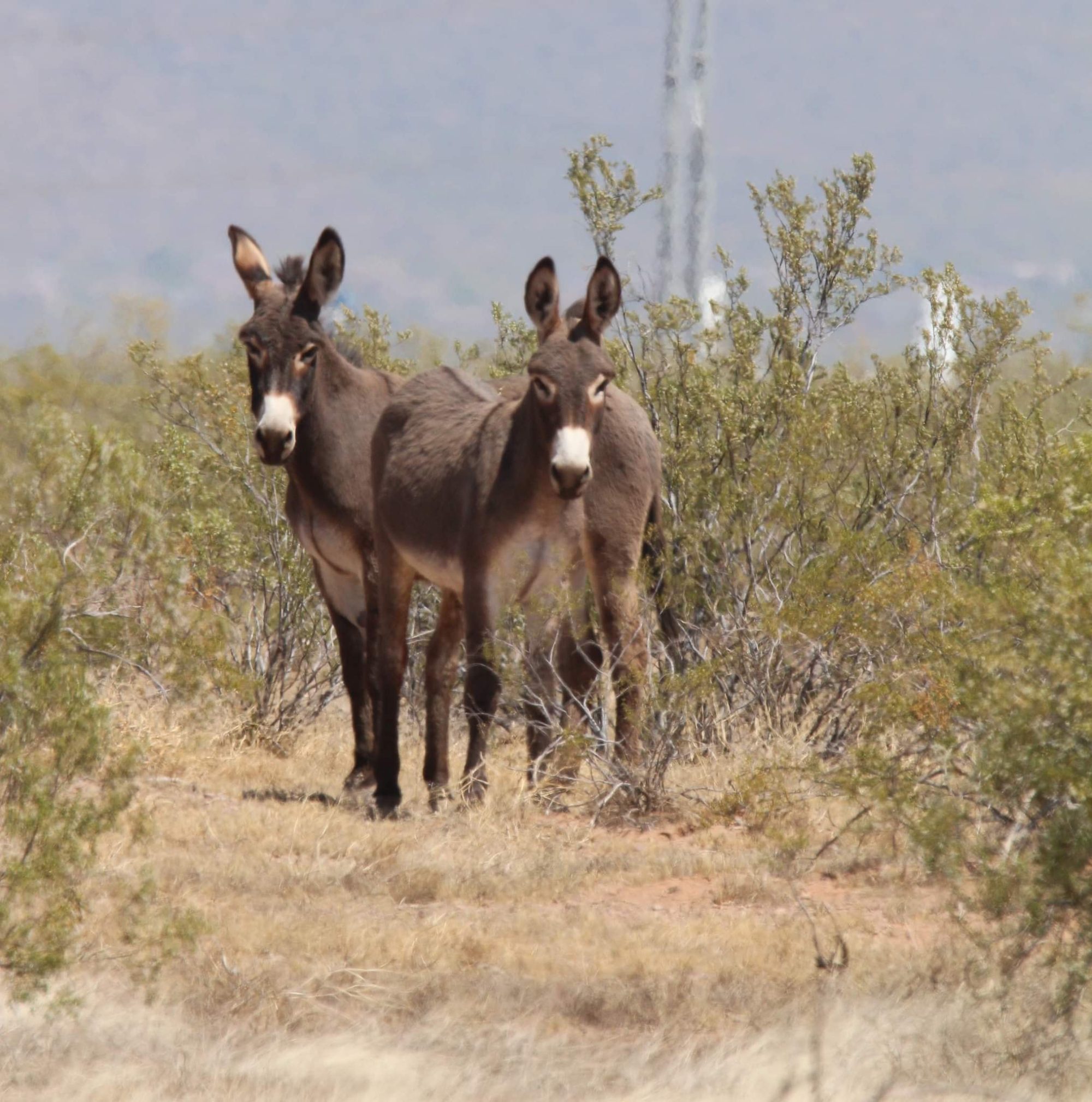 These two burros are about to become little victims of our advancing civilization!