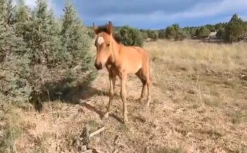 Please let us rescue the foal, Apache Sitgreaves Forest Service.
