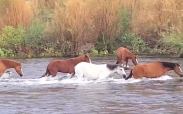 [VIDEO] This is Rocky’s band crossing the river.