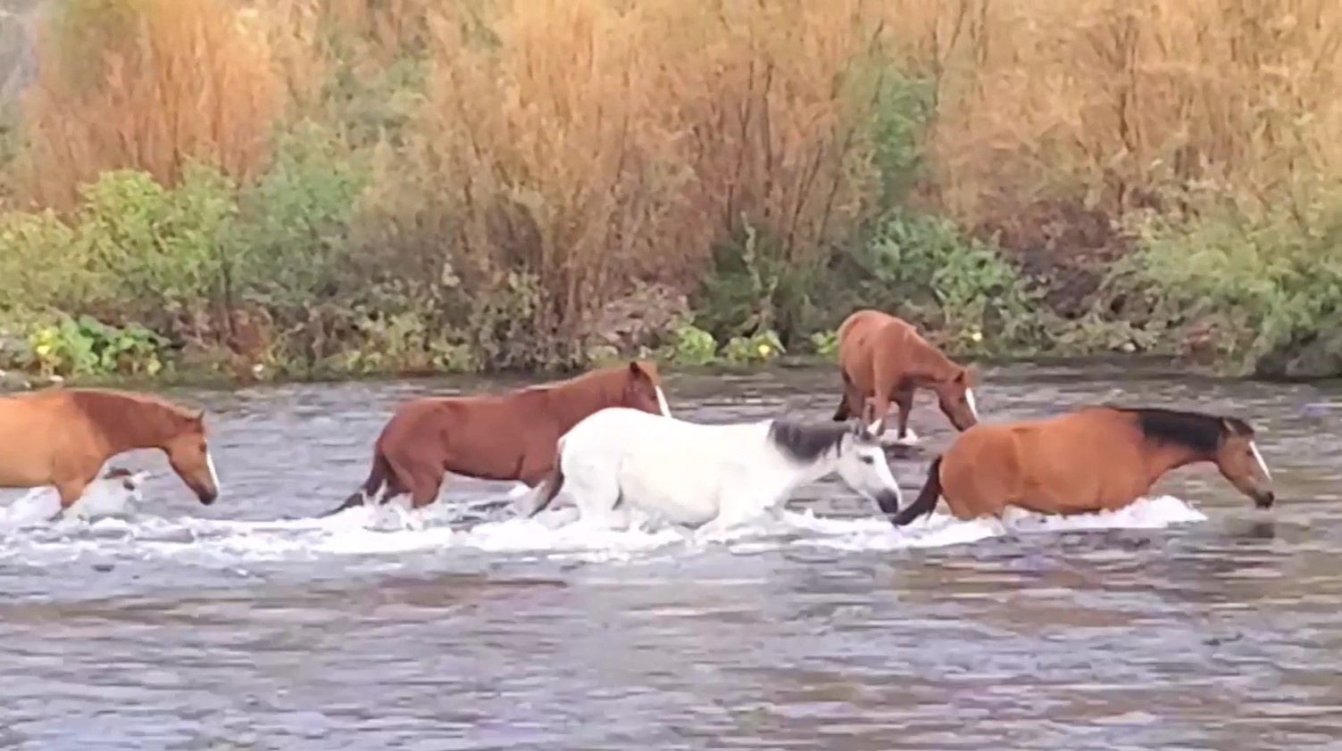 [VIDEO] This is Rocky’s band crossing the river.